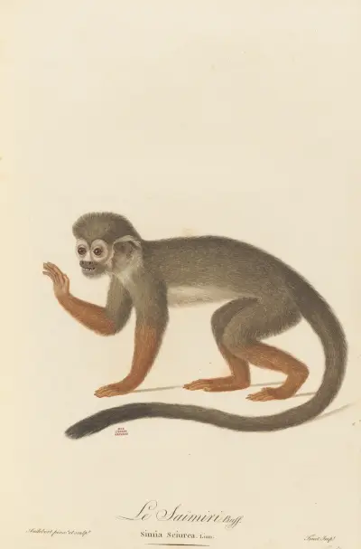 Le Saimiri av Jean-Baptiste Audebert