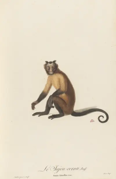 Den hornprydda marksättan av Jean-Baptiste Audebert