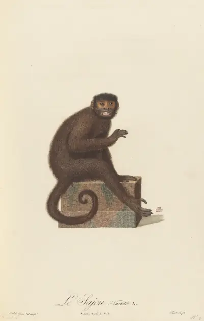 Le Sajou variété a av Jean-Baptiste Audebert