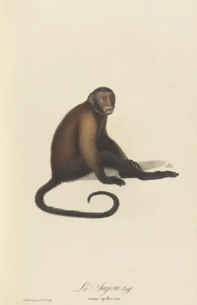Le Sajou av Jean-Baptiste Audebert