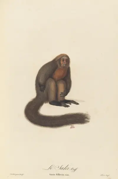 Le Saki av Jean-Baptiste Audebert