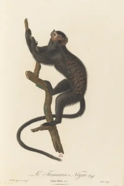 Le Tamarin Negre av Jean-Baptiste Audebert