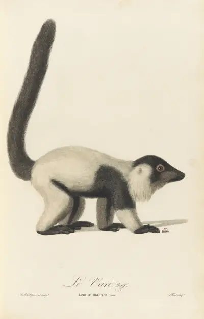 Le Vari av Jean-Baptiste Audebert