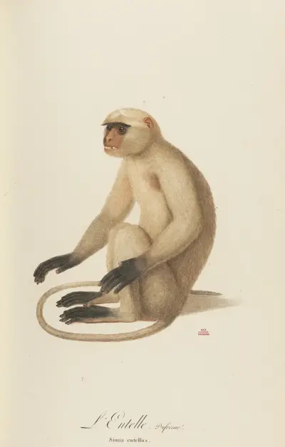 L’Entelle av Jean-Baptiste Audebert
