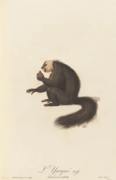 L’Yarqué av Jean-Baptiste Audebert