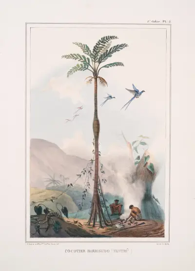 Cocotier barrigudo (ventrû) av Jean Baptiste Debret