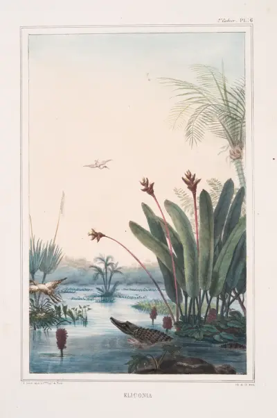 Éliconia av Jean Baptiste Debret