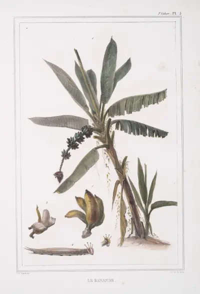 Bananplantan av Jean Baptiste Debret
