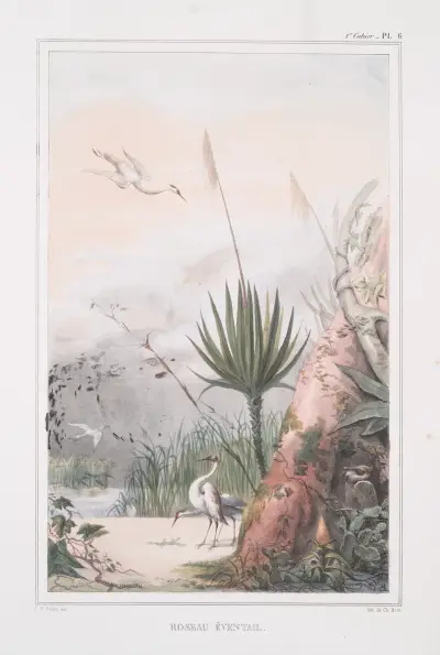 Roseau éventail (ouba) av Jean Baptiste Debret