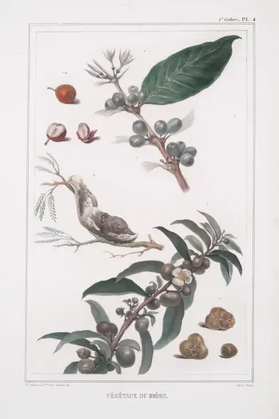 Brasilianska växter av Jean Baptiste Debret