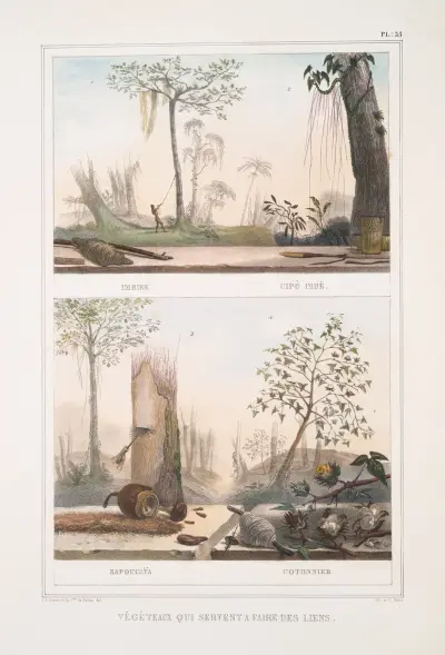 Végéteaux qui servent à faire des liens; Imbire (Cipò imbé), Cotonnier (Sapoucaÿa) av Jean Baptiste Debret