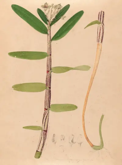 Iconographie des orchidées du Brésil Pl.01 av João Barbosa Rodrigues