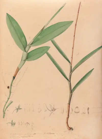 Iconographie des orchidées du Brésil Pl.02 av João Barbosa Rodrigues