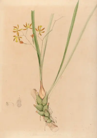 Iconographie des orchidées du Brésil Pl.07 av João Barbosa Rodrigues