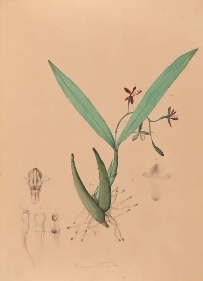Iconographie des orchidées du Brésil Pl.09 av João Barbosa Rodrigues