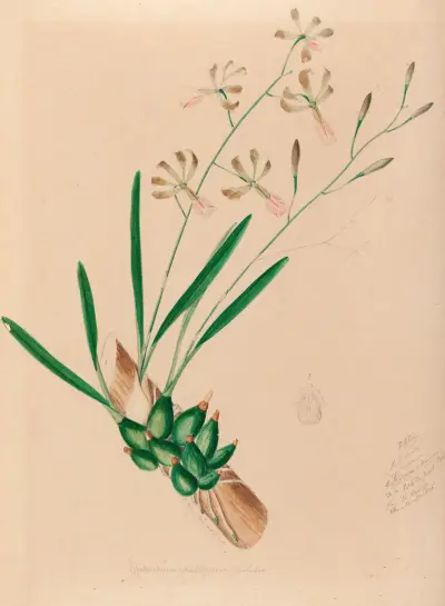 Iconographie des orchidées du Brésil Pl.10 av João Barbosa Rodrigues