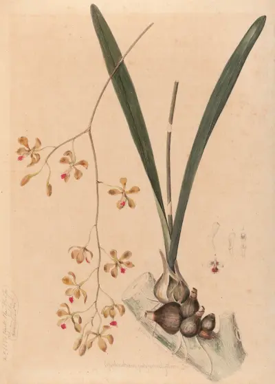Iconographie des orchidées du Brésil Pl.11 av João Barbosa Rodrigues