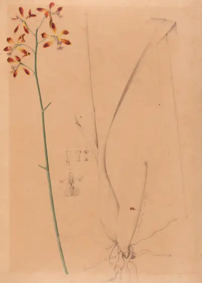 Iconographie des orchidées du Brésil Pl.12 av João Barbosa Rodrigues