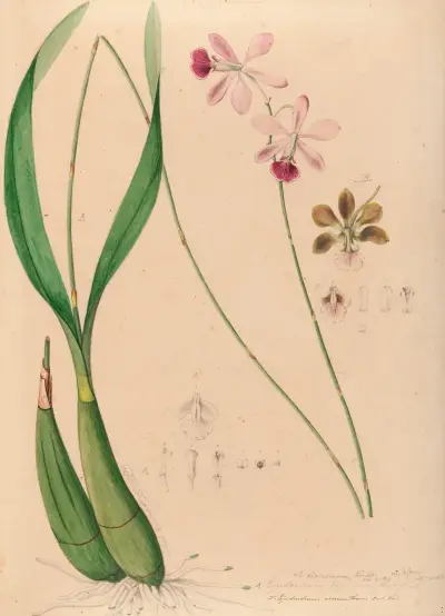 Iconographie des orchidées du Brésil Pl.13 av João Barbosa Rodrigues