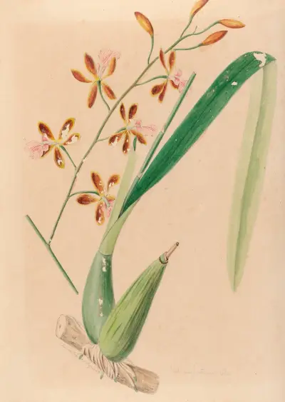 Iconographie des orchidées du Brésil Pl.14 av João Barbosa Rodrigues