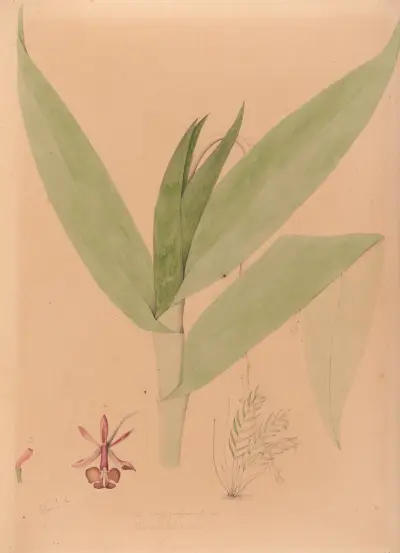 Iconographie des orchidées du Brésil Pl.20 av João Barbosa Rodrigues