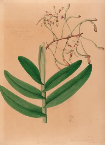 Iconographie des orchidées du Brésil Pl.21 av João Barbosa Rodrigues