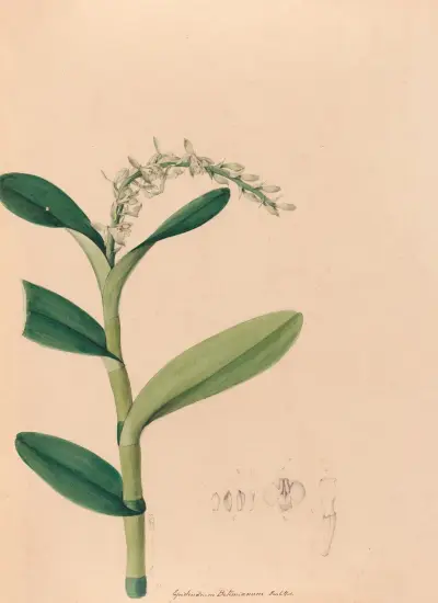 Iconographie des orchidées du Brésil Pl.23 av João Barbosa Rodrigues