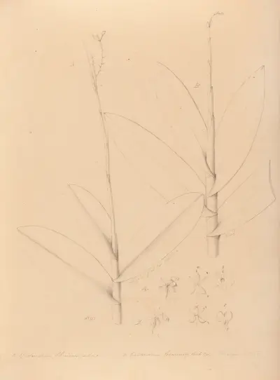 Iconographie des orchidées du Brésil Pl.25 av João Barbosa Rodrigues