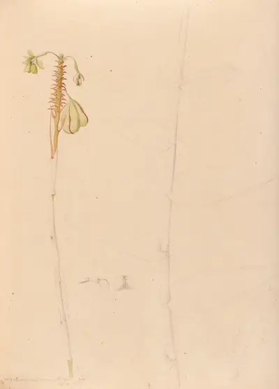 Iconographie des orchidées du Brésil Pl.26 av João Barbosa Rodrigues