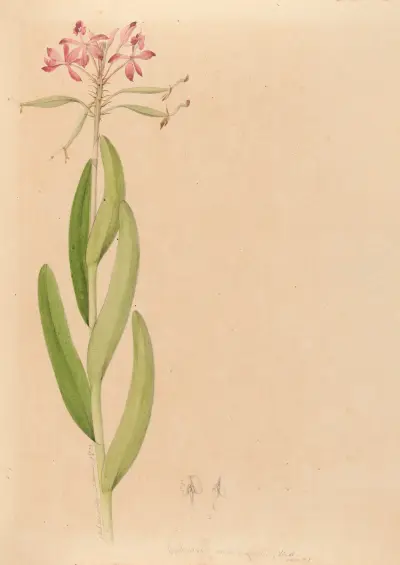 Iconographie des orchidées du Brésil Pl.27 av João Barbosa Rodrigues