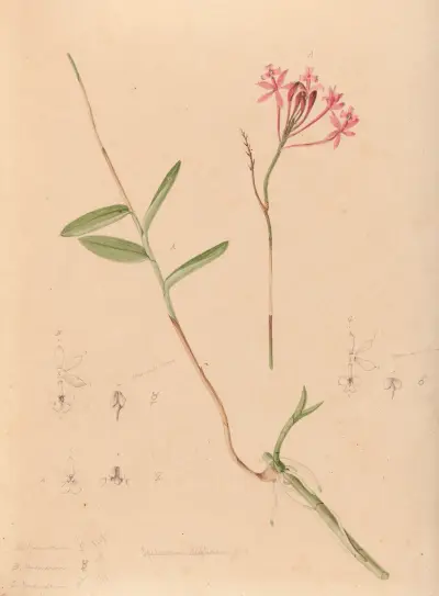 Iconographie des orchidées du Brésil Pl.28 av João Barbosa Rodrigues