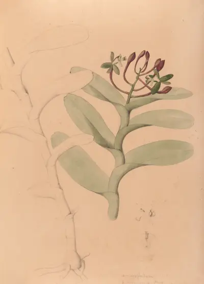 Iconographie des orchidées du Brésil Pl.32 av João Barbosa Rodrigues