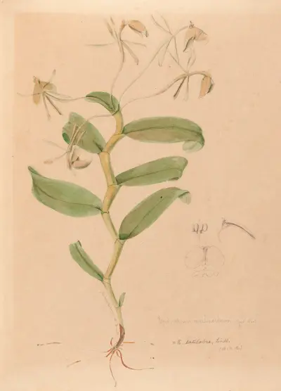 Iconographie des orchidées du Brésil Pl.33 av João Barbosa Rodrigues