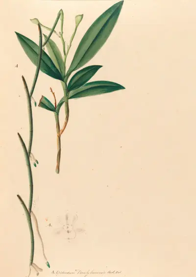 Iconographie des orchidées du Brésil Pl.35 av João Barbosa Rodrigues