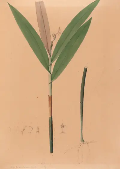 Iconographie des orchidées du Brésil Pl.37 av João Barbosa Rodrigues