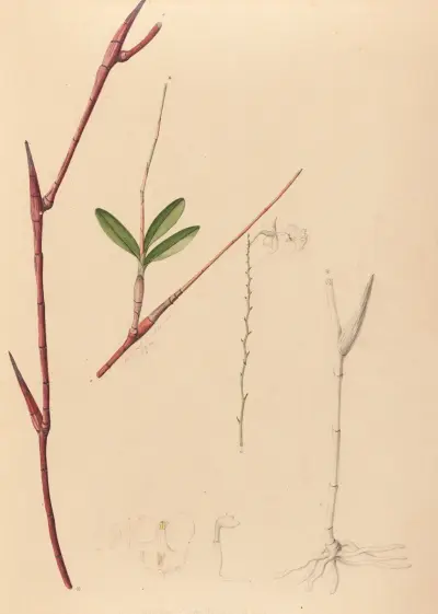 Iconographie des orchidées du Brésil Pl.39 av João Barbosa Rodrigues