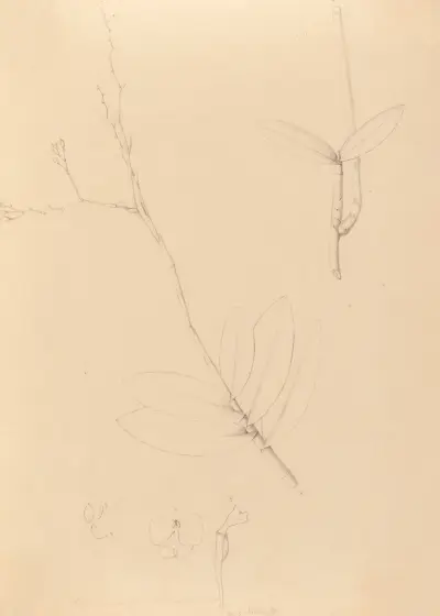 Iconographie des orchidées du Brésil Pl.40 av João Barbosa Rodrigues