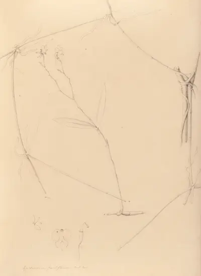 Iconographie des orchidées du Brésil Pl.41 av João Barbosa Rodrigues