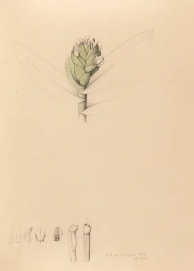 Iconographie des orchidées du Brésil Pl.42 av João Barbosa Rodrigues