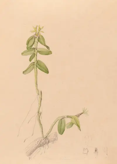 Ikonografi över Brasiliens orkidéer Pl.43 av João Barbosa Rodrigues