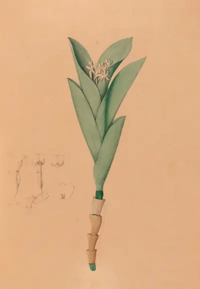 Iconographie des orchidées du Brésil Pl.44 av João Barbosa Rodrigues