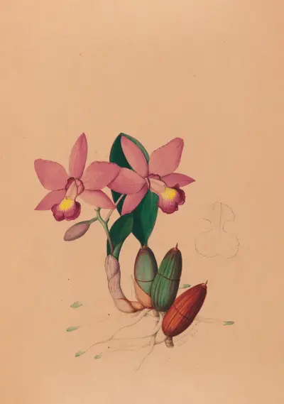 Ikonografi över Brasiliens orkidéer, pl. 45 av João Barbosa Rodrigues