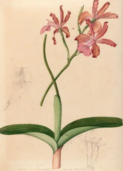 Iconographie des orchidées du Brésil Pl.47 av João Barbosa Rodrigues