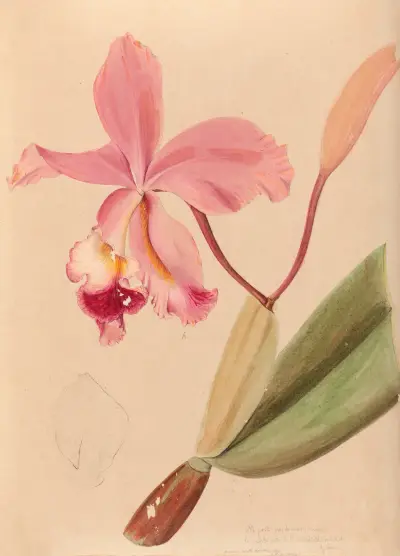Iconographie des orchidées du Brésil Pl.48 av João Barbosa Rodrigues