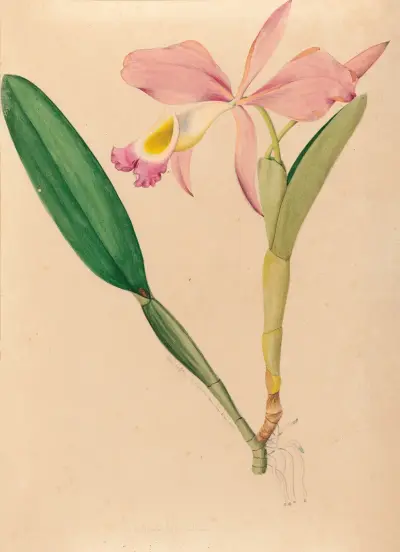Iconographie des orchidées du Brésil Pl.49 av João Barbosa Rodrigues