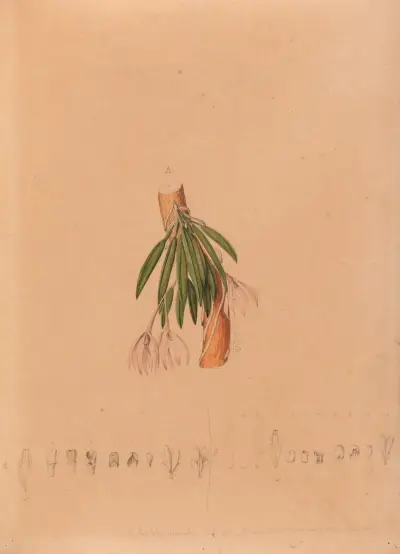 Iconographie des orchidées du Brésil Pl.50 av João Barbosa Rodrigues