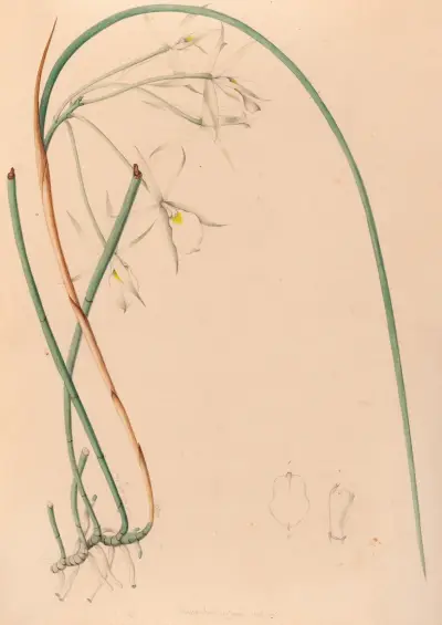 Iconographie des orchidées du Brésil Pl.51 av João Barbosa Rodrigues