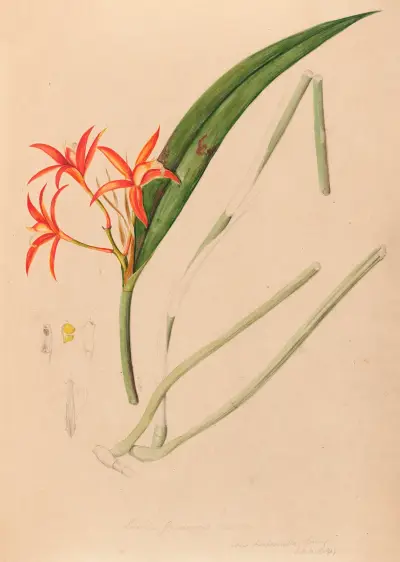 Iconographie des orchidées du Brésil Pl.53 av João Barbosa Rodrigues