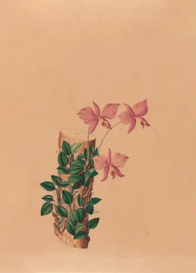 Iconographie des orchidées du Brésil Pl.54 av João Barbosa Rodrigues