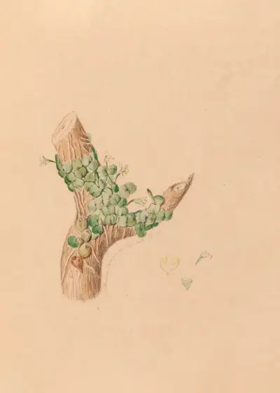 Ikonografi över Brasiliens orkidéer, pl. 56 av João Barbosa Rodrigues
